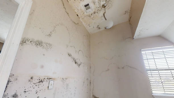 Best Residential Mold Inspection & Testing  in Monticello, UT