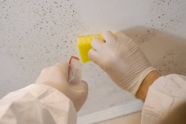 Best Asbestos and Lead Testing During Mold Inspection  in Monticello, UT